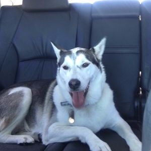 Meet your Posher, Dina